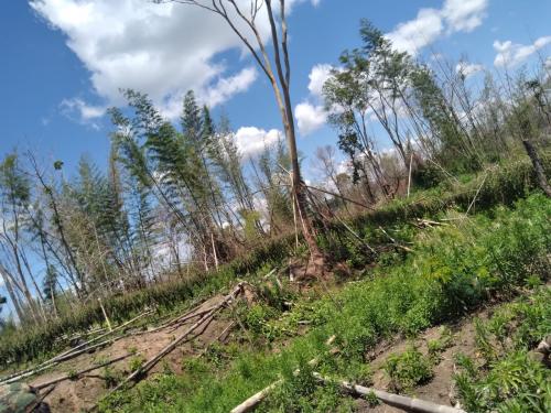 Destruyen 5 hectáreas de marihuana en Canindeyú